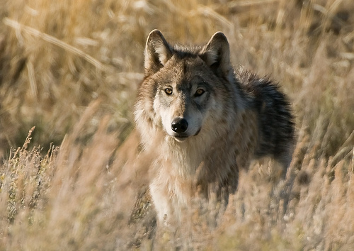 wolf in field